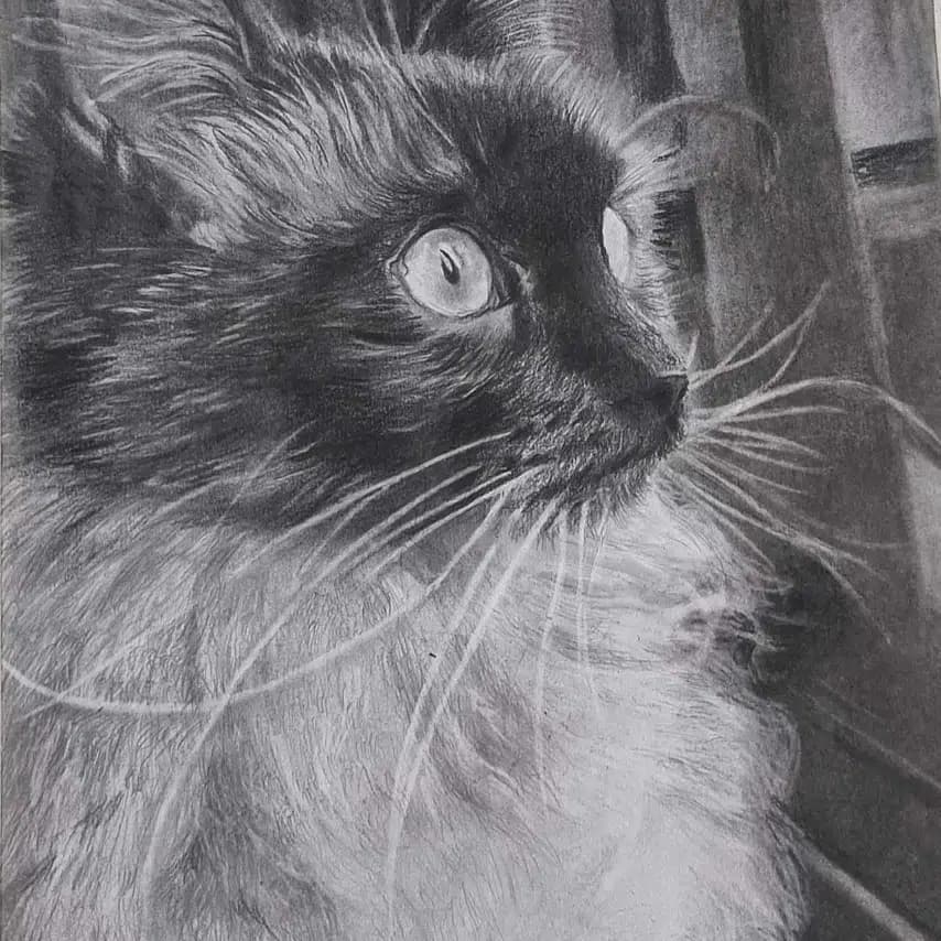读者投稿的猫咪画作