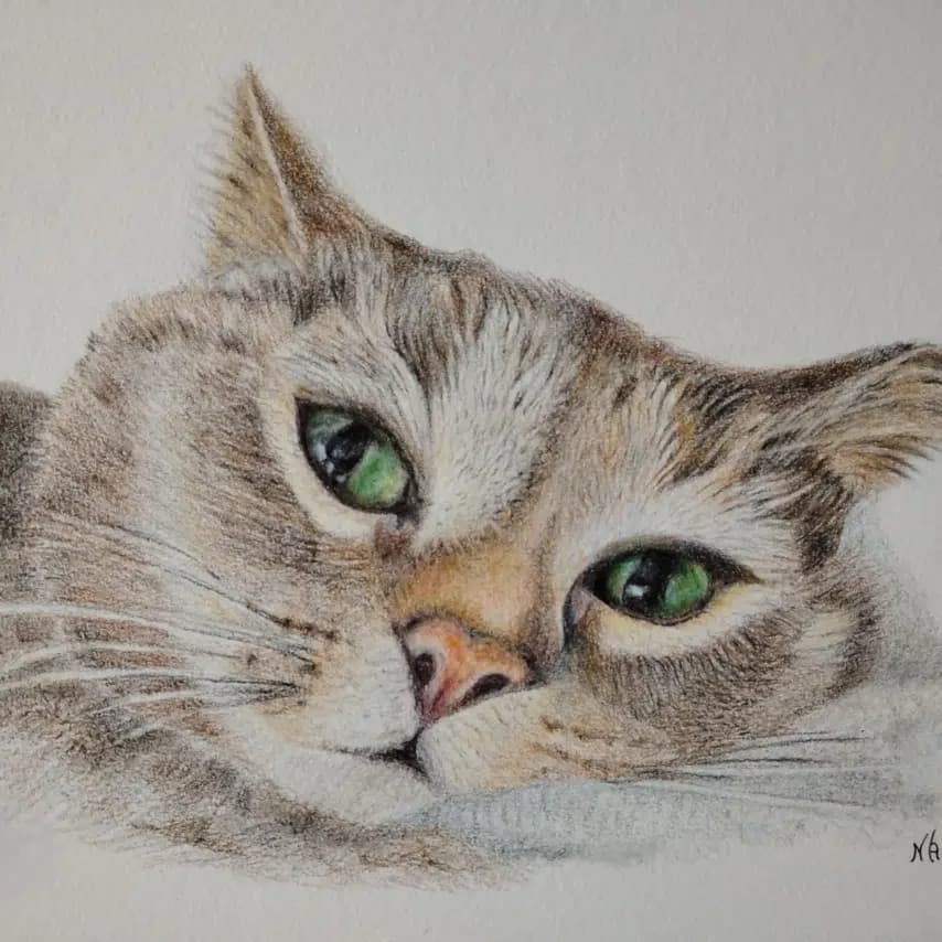 读者投稿的猫咪画作