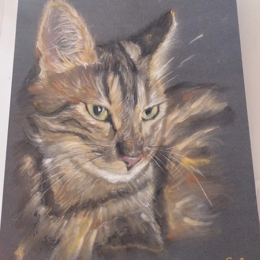 读者投稿的猫咪画作