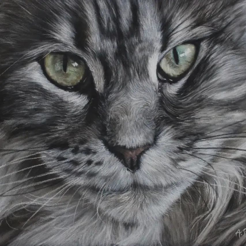 读者投稿的猫咪画作