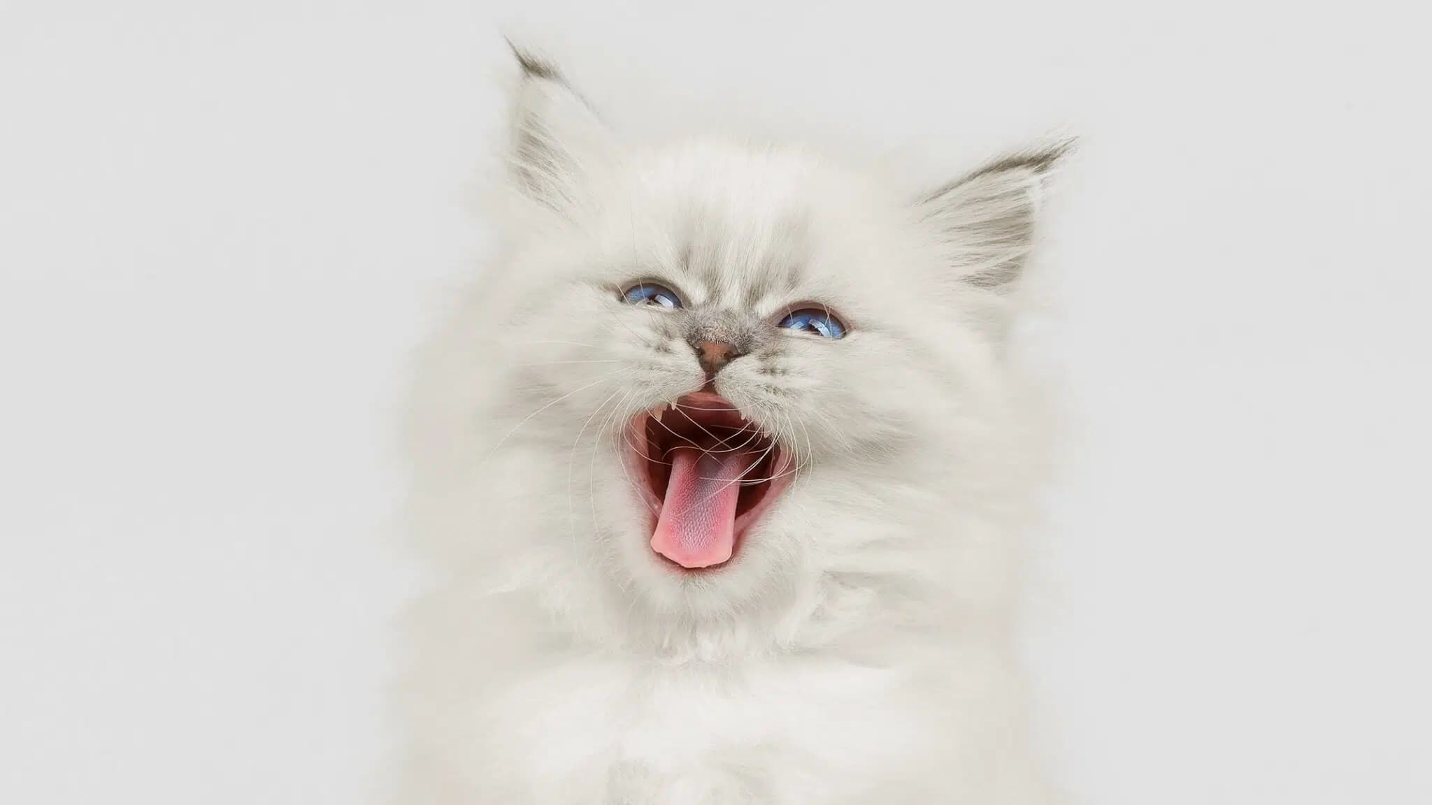 这一篇讲的是：小猫换牙那一段，该知道的事