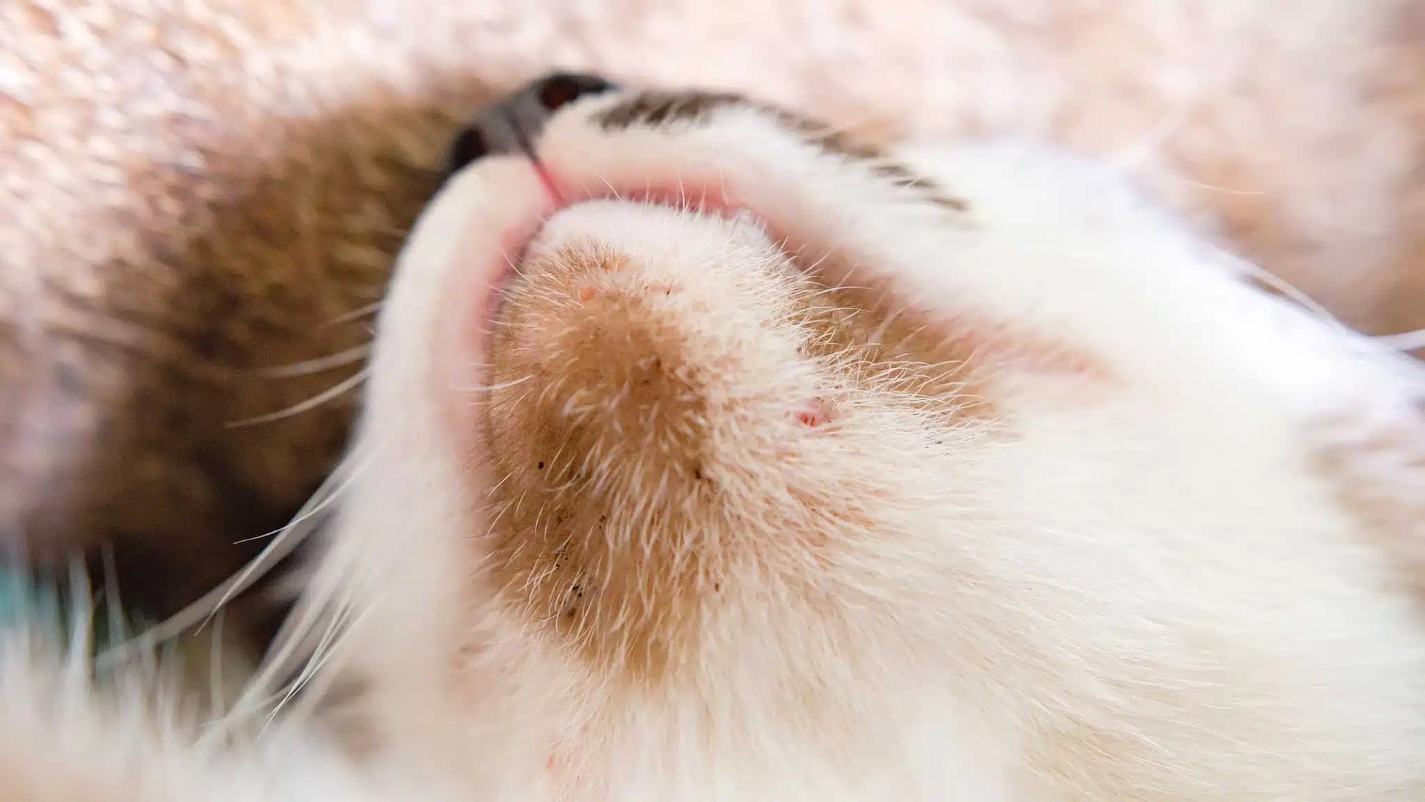 这一篇讲的是：猫也会长痘，怎么防