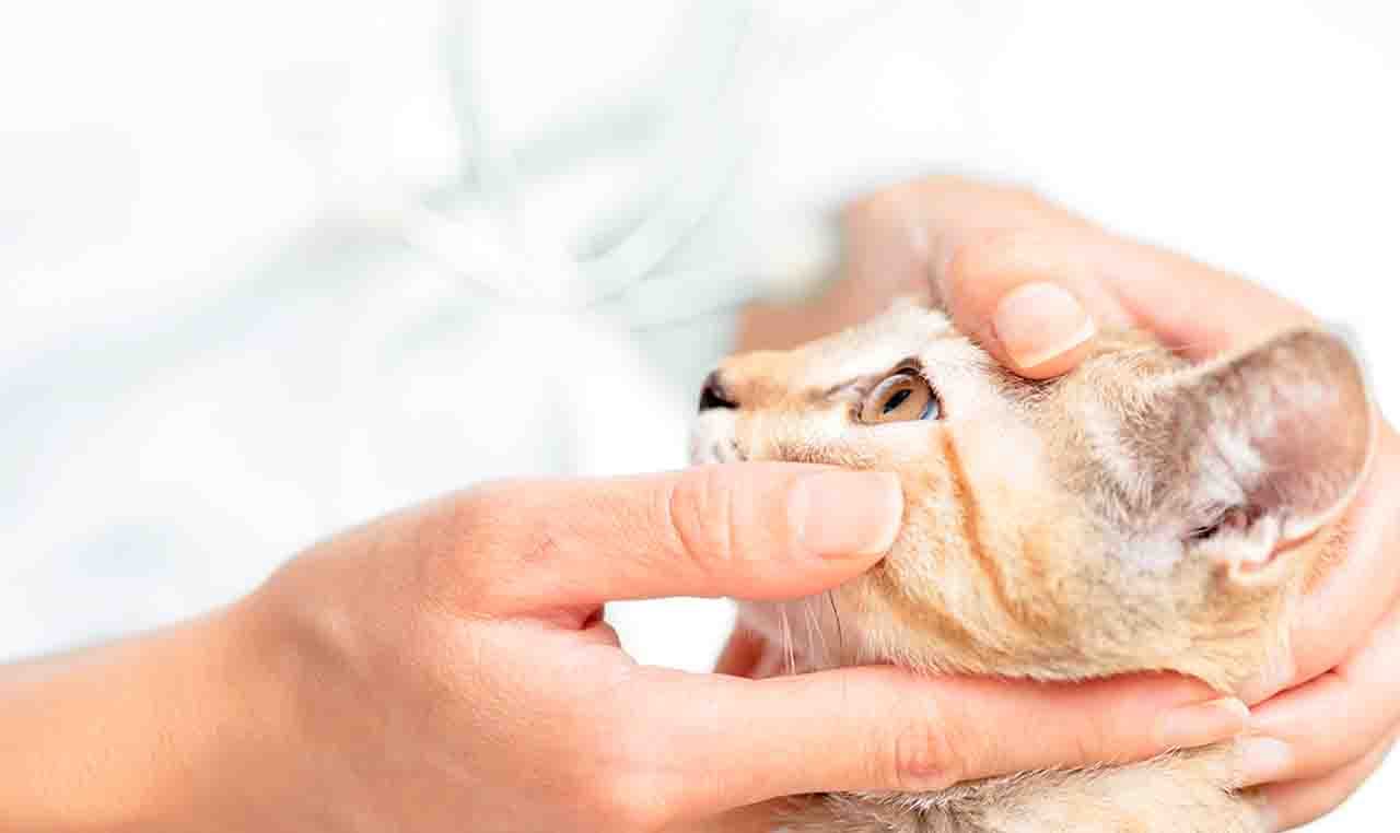 日常照料那一格的封面：梳毛、剪甲、清耳朵、换猫砂