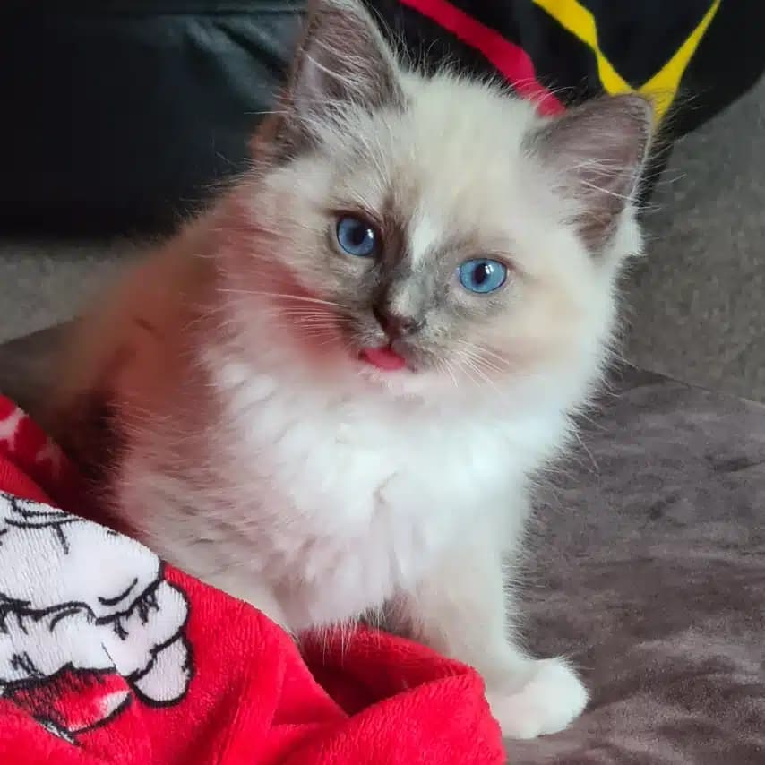 读者投稿的猫咪照片：家猫