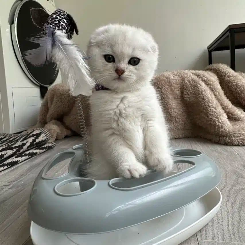 读者投稿的猫咪照片：苏格兰折耳猫