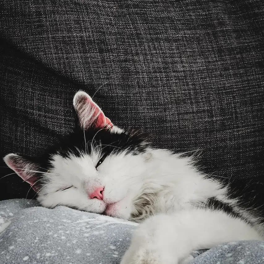 读者投稿的猫咪照片：家猫