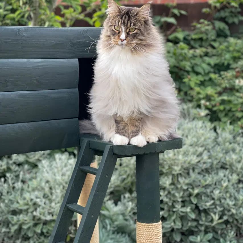 读者投稿的猫咪照片：缅因猫