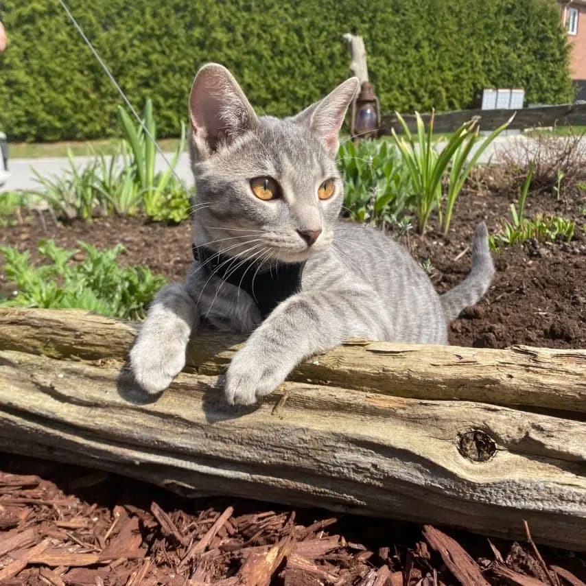 读者投稿的猫咪照片：美国短毛猫