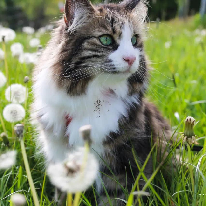 读者投稿的猫咪照片：挪威森林猫