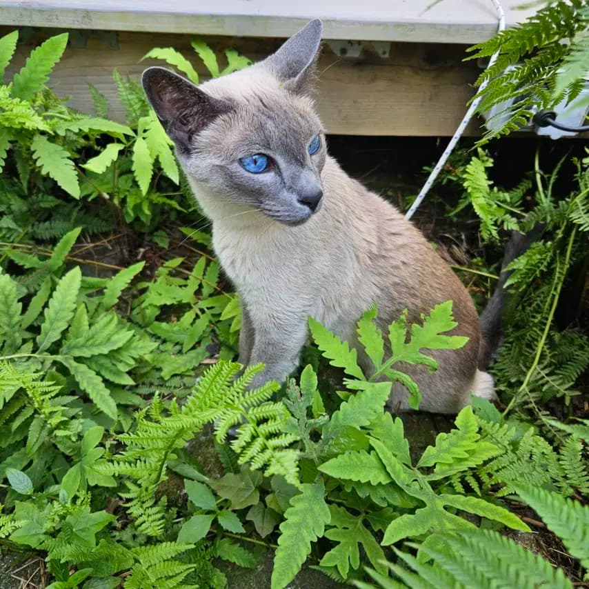 读者投稿的猫咪照片：暹罗猫