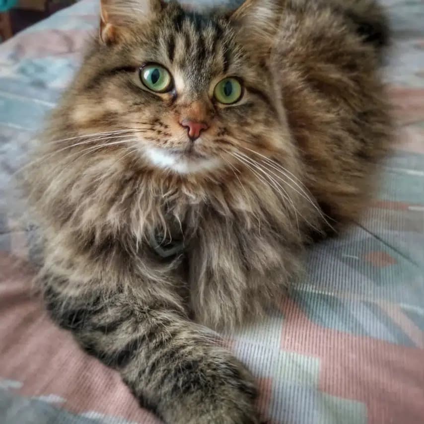 读者投稿的猫咪照片：缅因猫