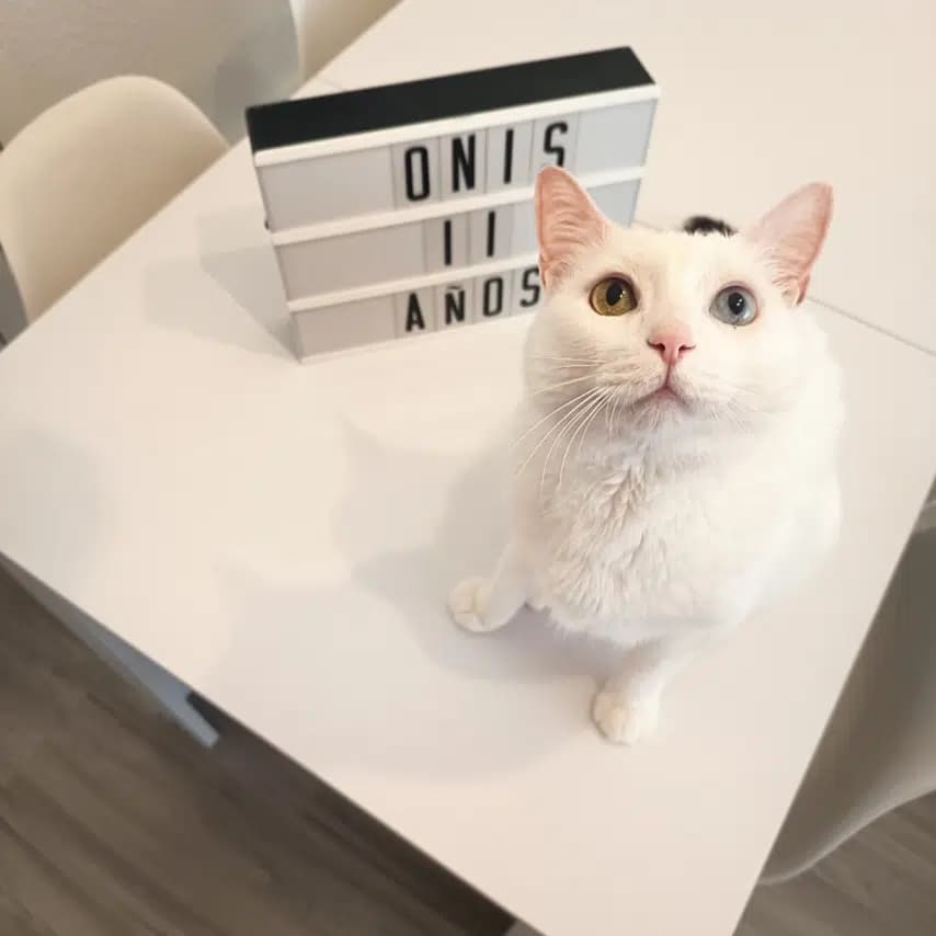 读者投稿的猫咪照片：家猫