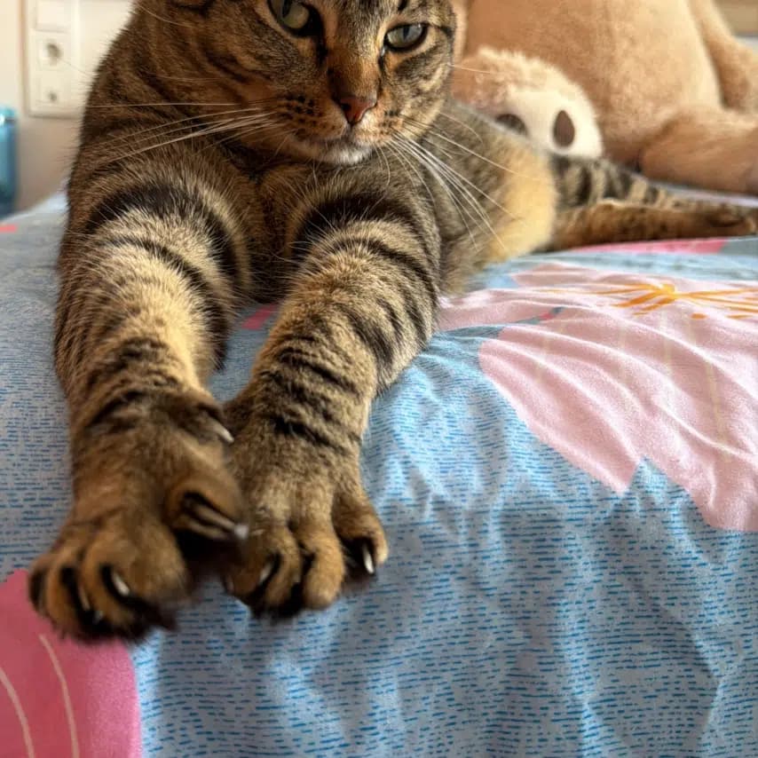 读者投稿的猫咪照片：家猫