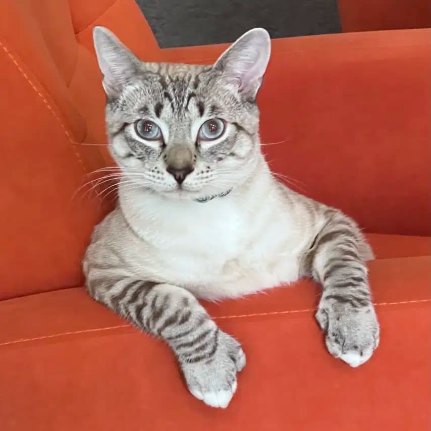 读者投稿的猫咪照片：混血猫