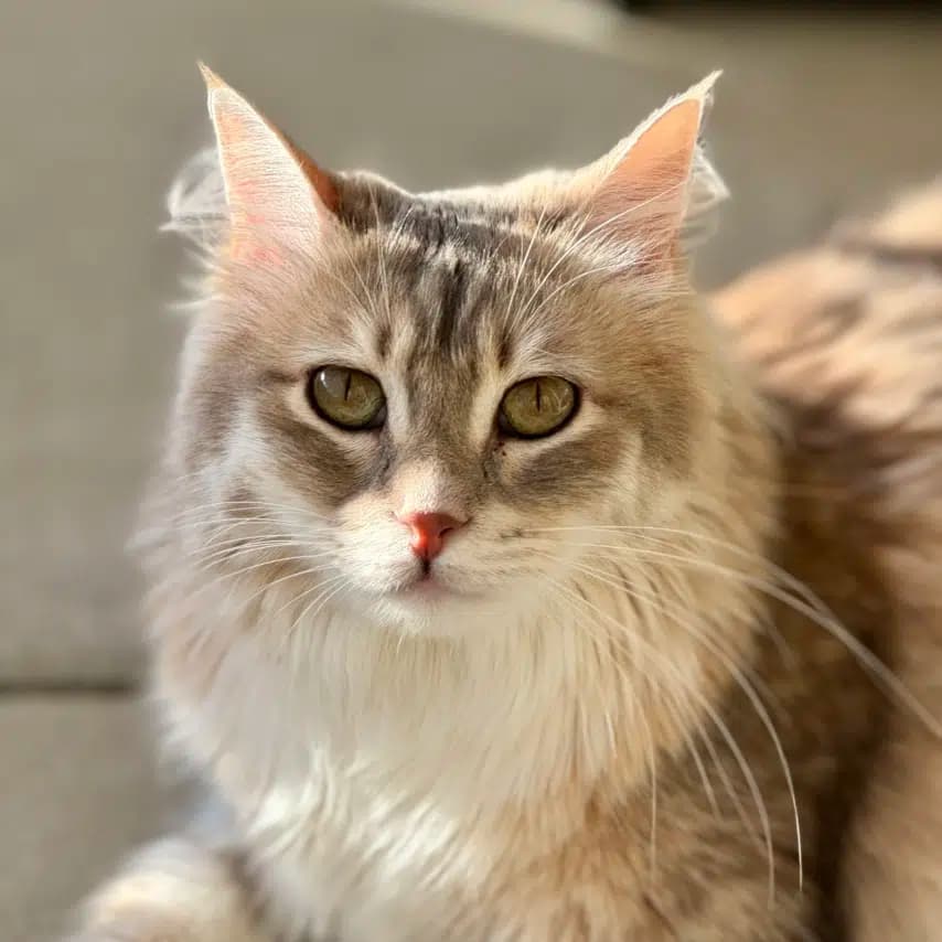 读者投稿的猫咪照片：家猫