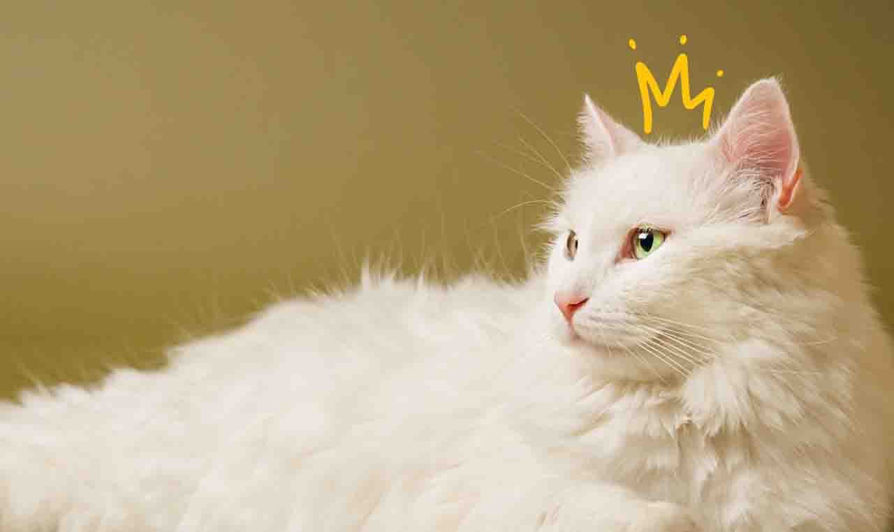本月猫明星那一格的封面：被读者送上来的那几只猫