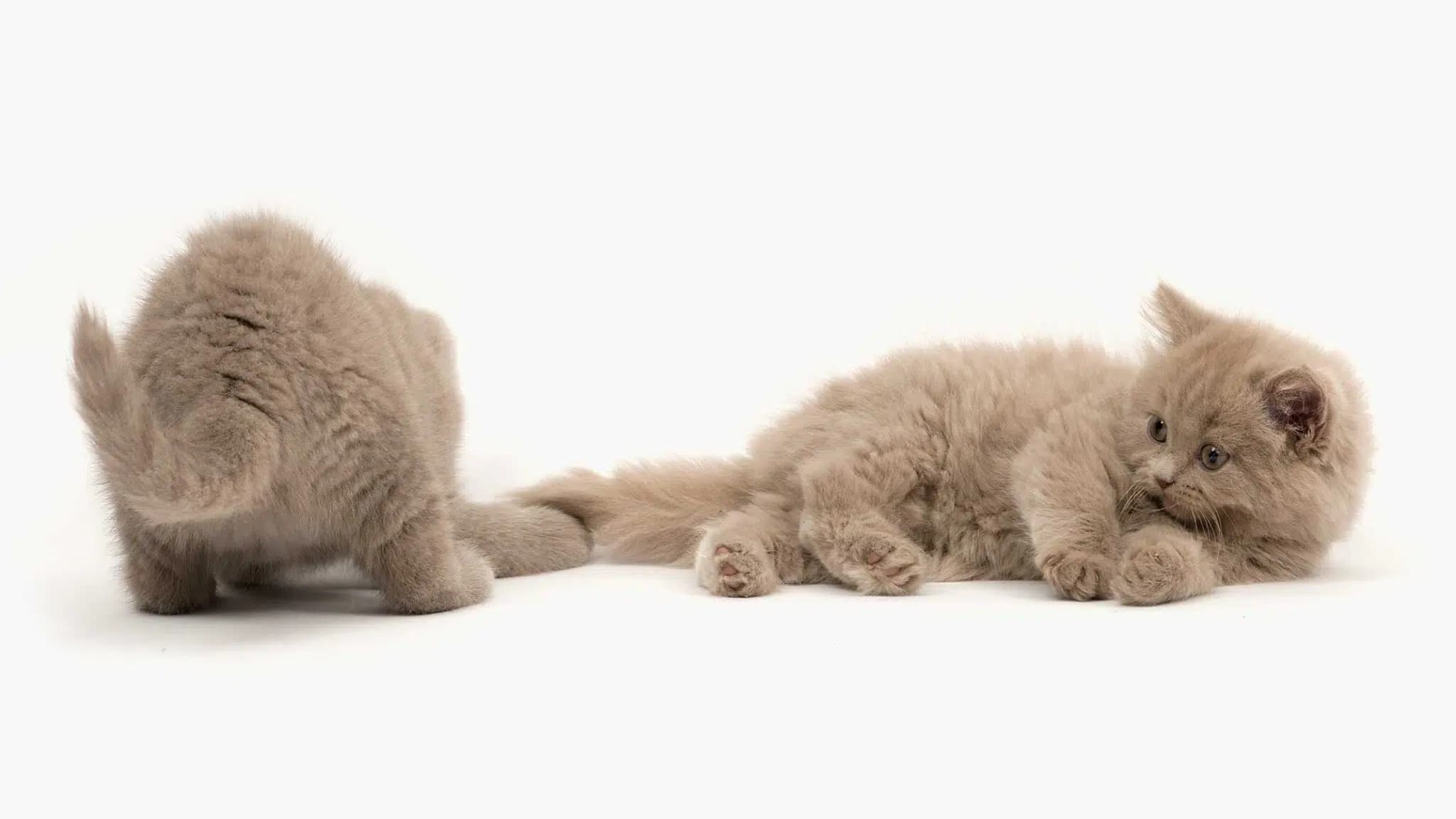 这一组说的是：接一只小猫回家