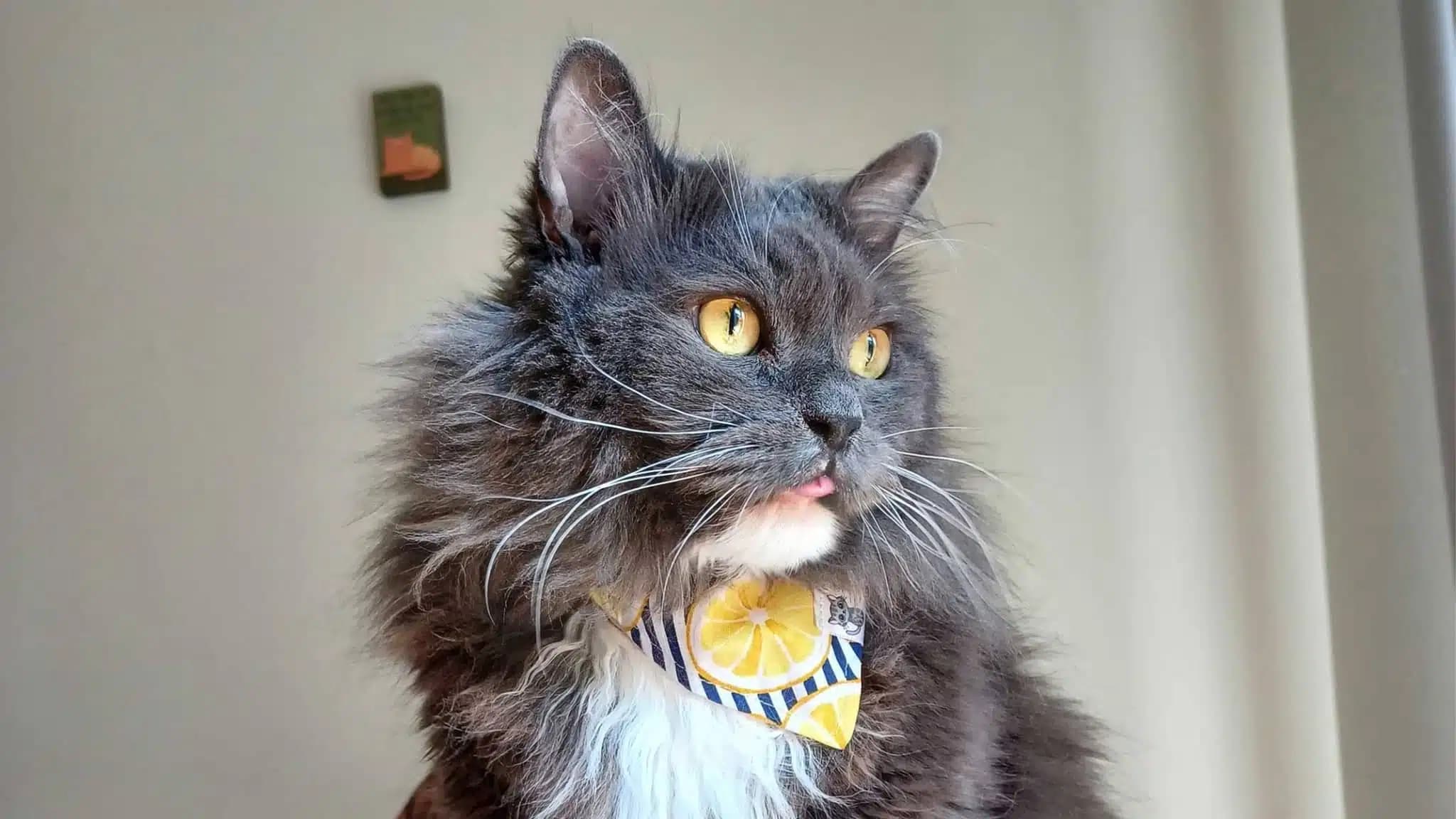 这一篇讲的是：陪着人撑过难关的那只猫
