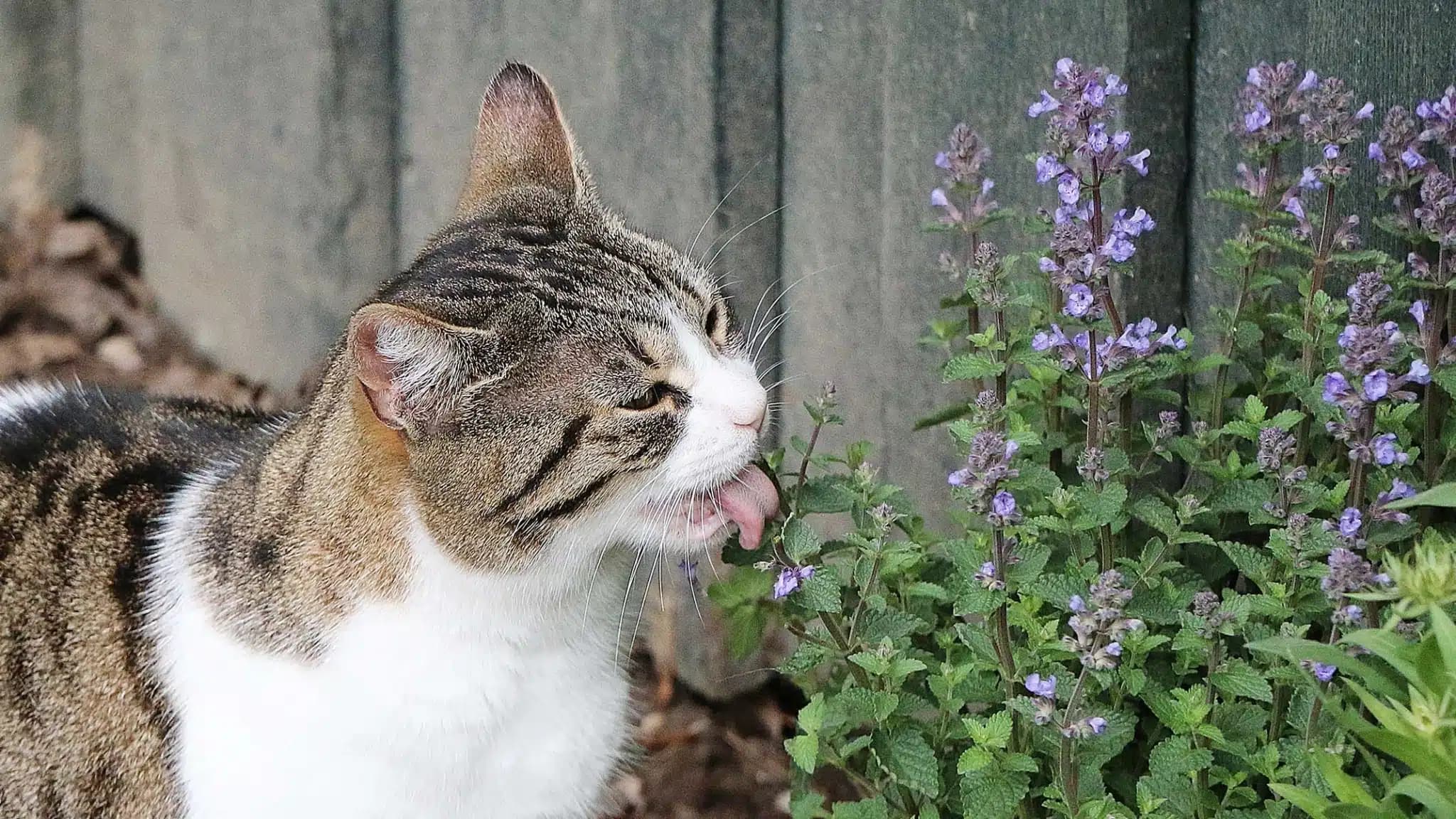 这一篇讲的是：给猫设计一个院子