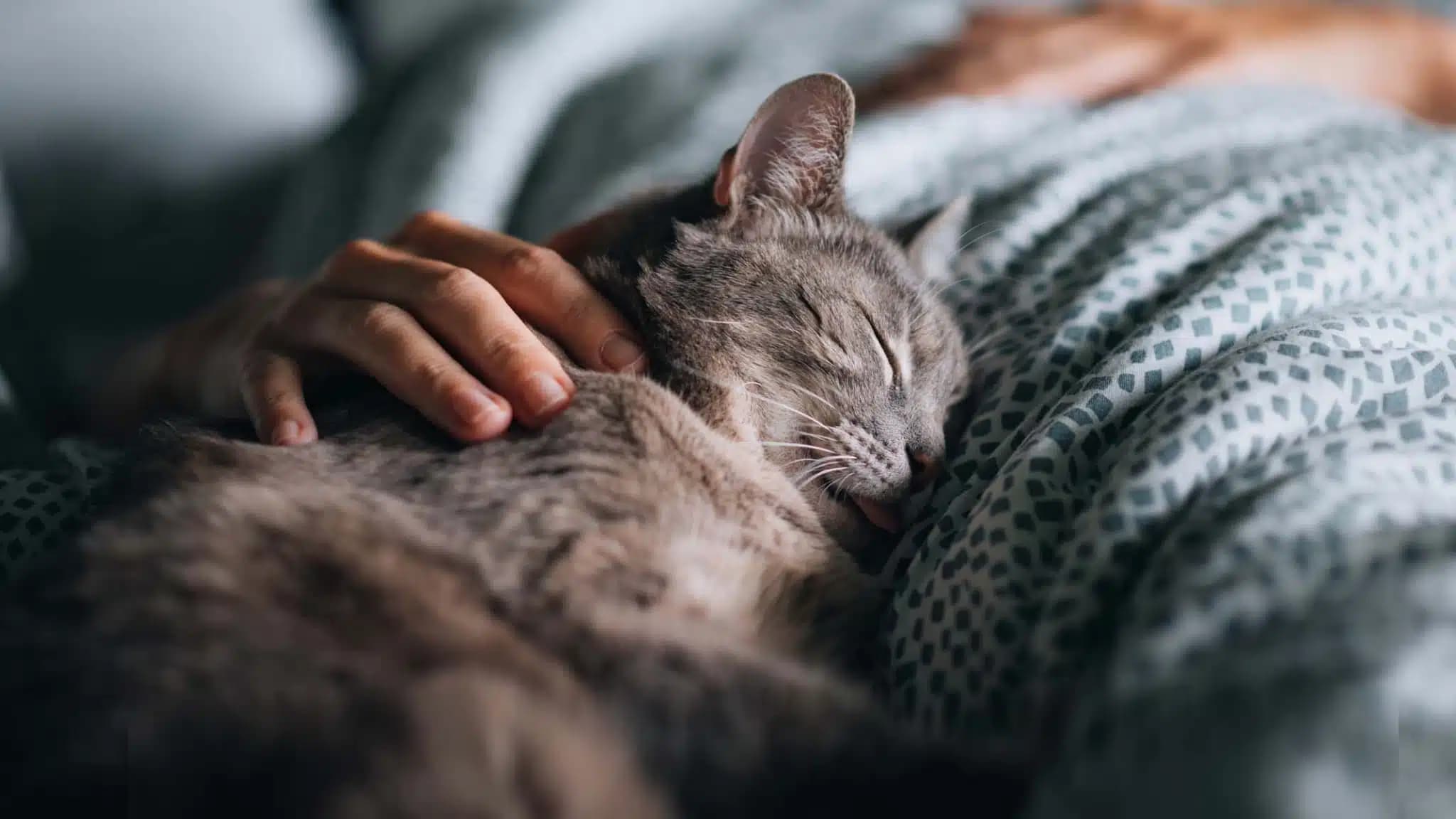 这一篇讲的是：让猫上床睡，好处与代价