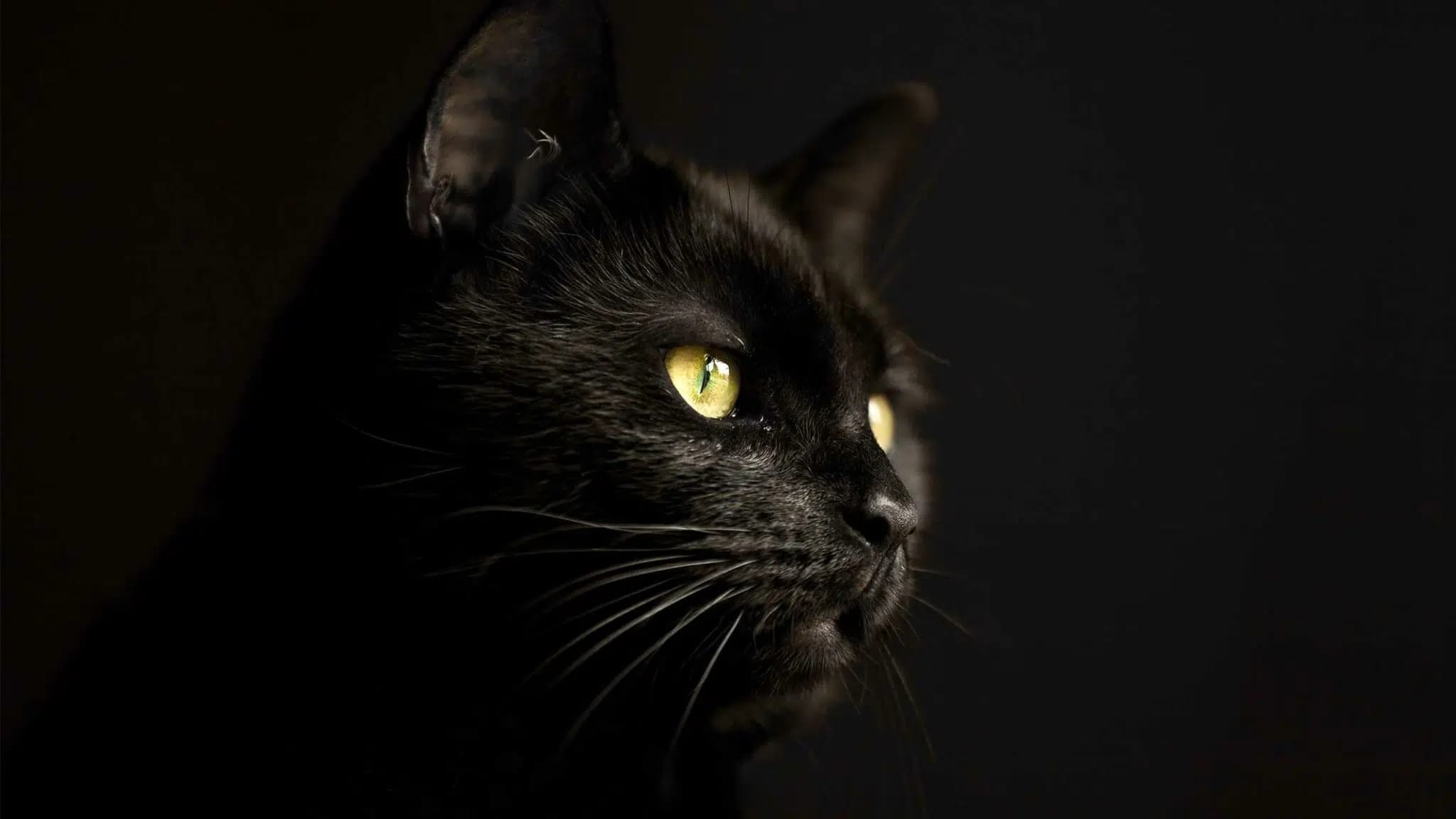 这一篇讲的是：黑猫为什么被说成不吉利