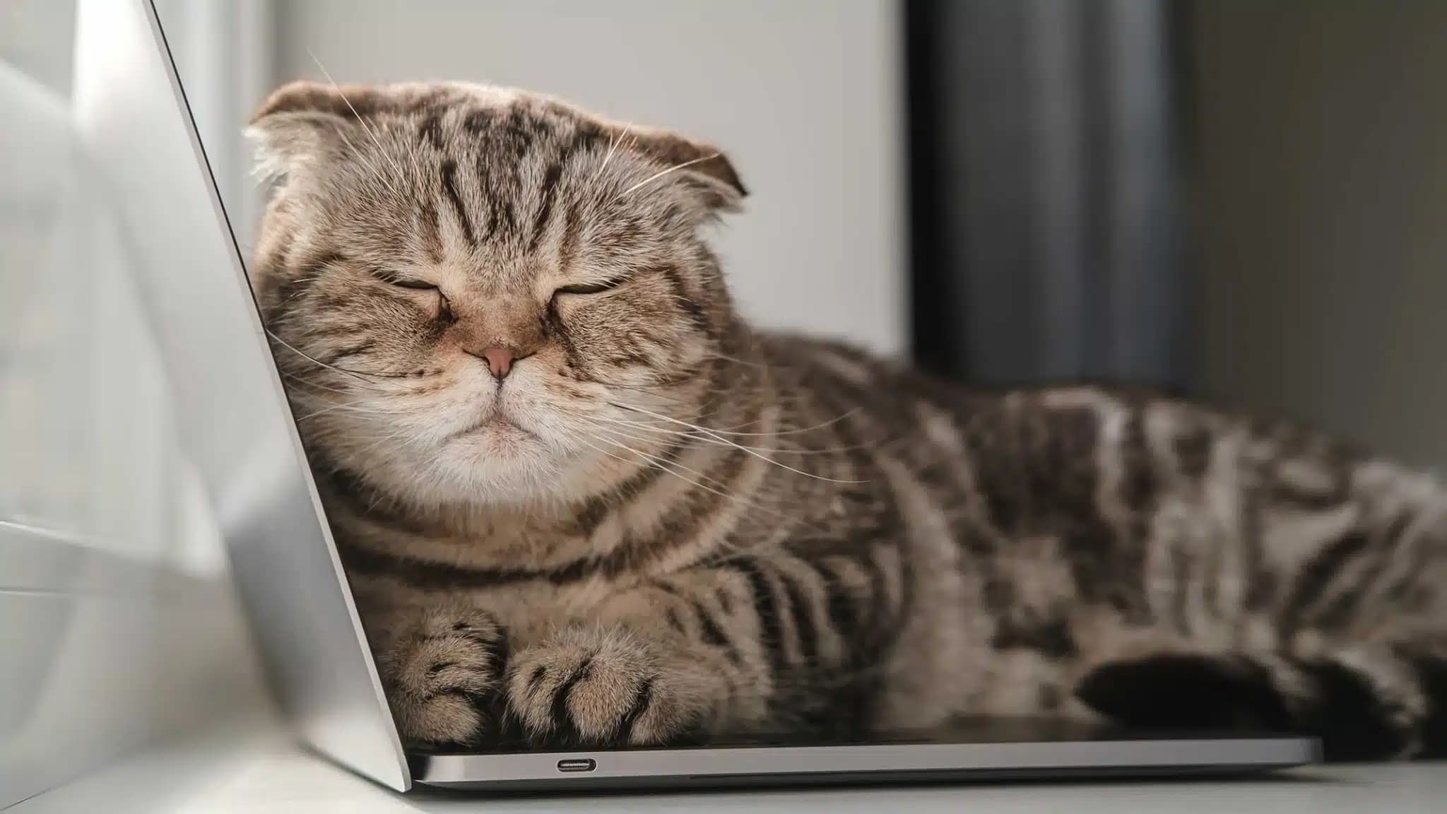 这一篇讲的是：有一天我们能跟猫对话吗