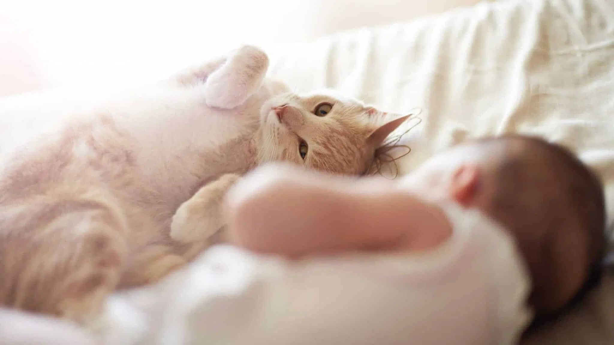 这一篇讲的是：家里添了小孩，怎么让猫接受