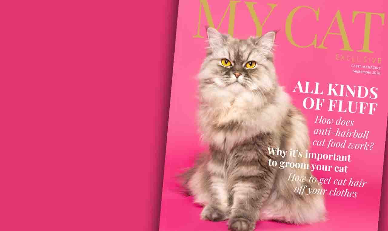 猫咪杂志那一格的封面：一期一个主题的长读物
