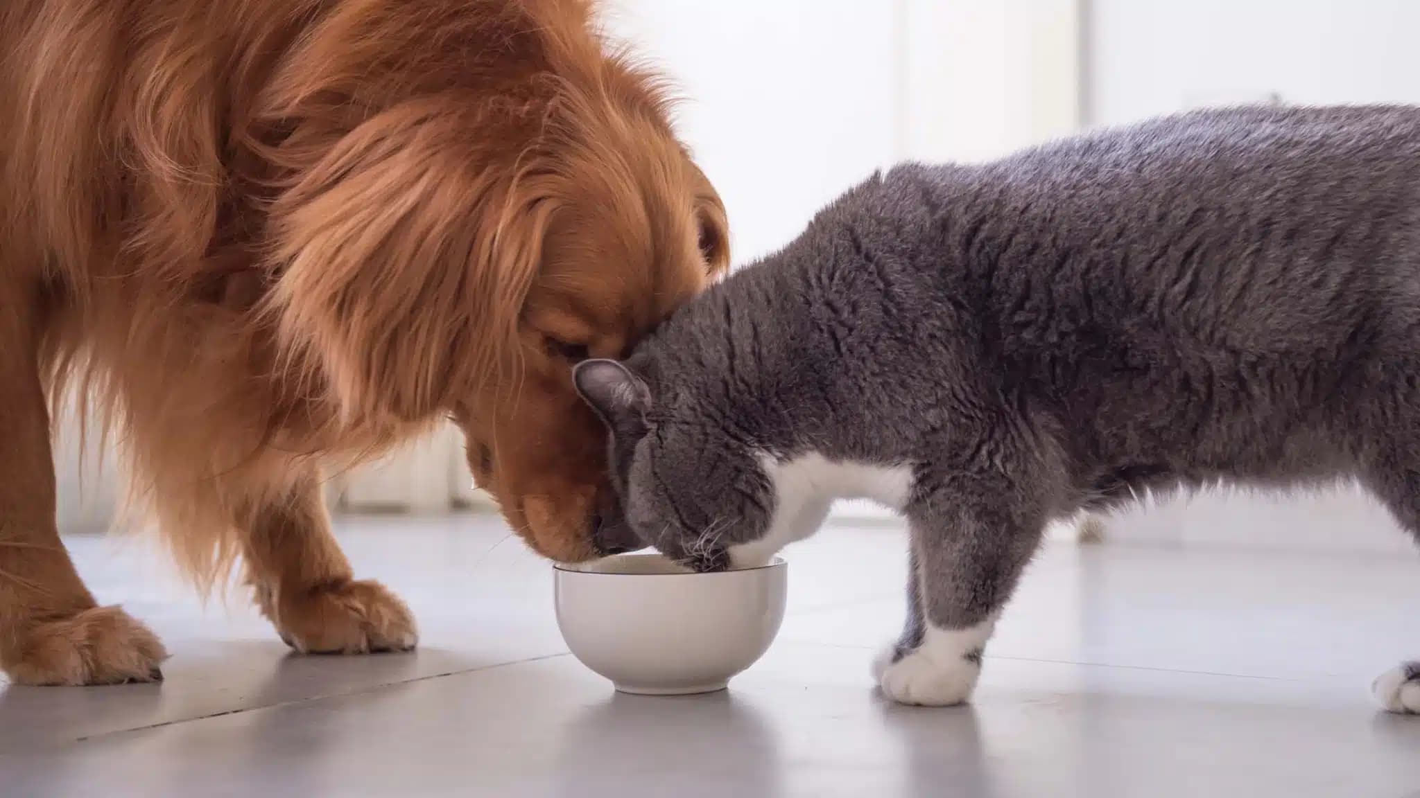 这一篇讲的是：猫能不能吃狗粮