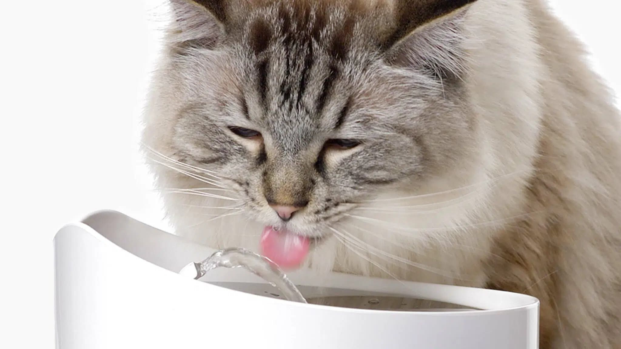这一篇讲的是：猫为什么更愿意喝流动的水