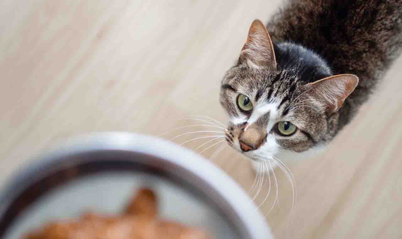 猫咪营养那一格的封面：一天该吃多少、怎么换粮
