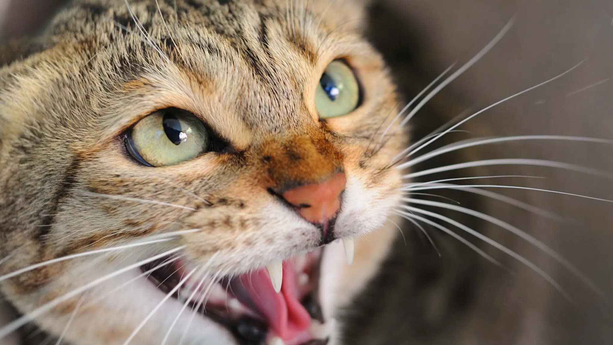 这一篇讲的是：猫为什么发出那一声「嘶」