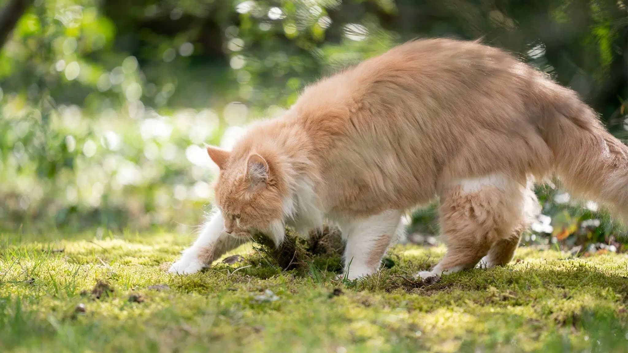 这一篇讲的是：猫为什么要把便便埋起来