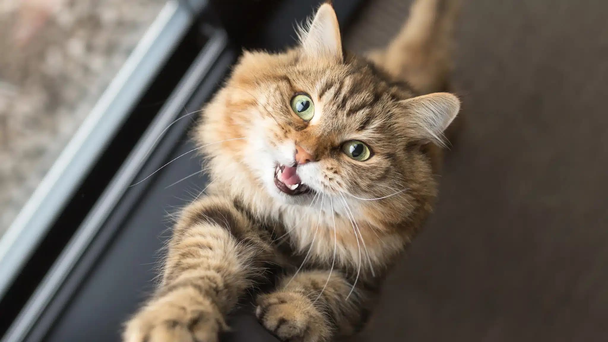 这一篇讲的是：猫为什么要叫