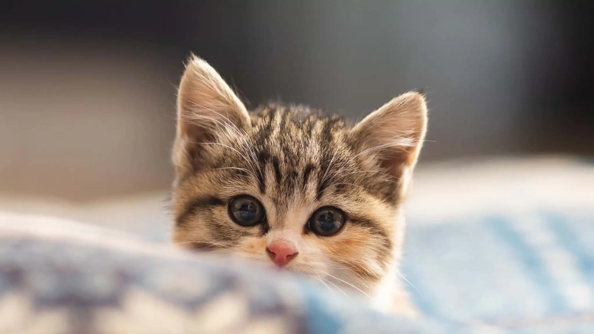 这一篇讲的是：那个招猫的口哨音，它为什么会回头