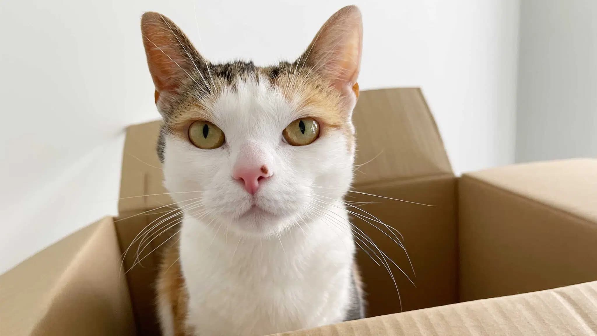 这一篇讲的是：猫为什么对纸箱子着迷