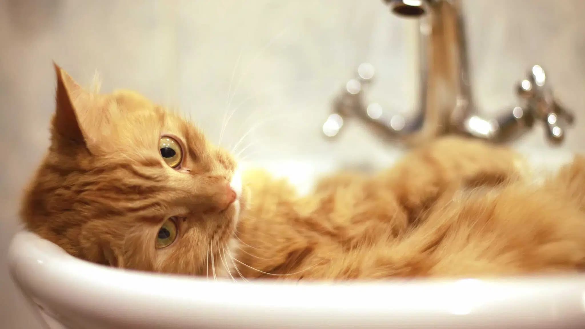 这一篇讲的是：猫为什么怕水
