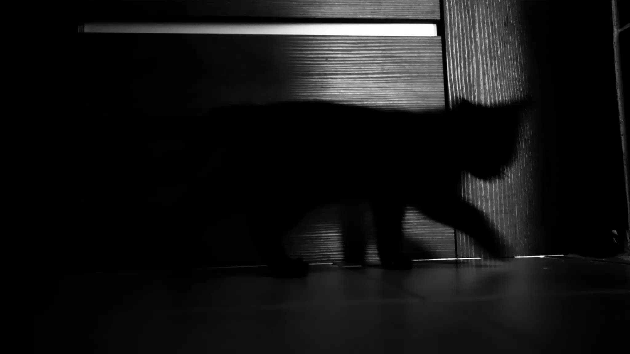 这一篇讲的是：猫走路怎么能一点声都没有