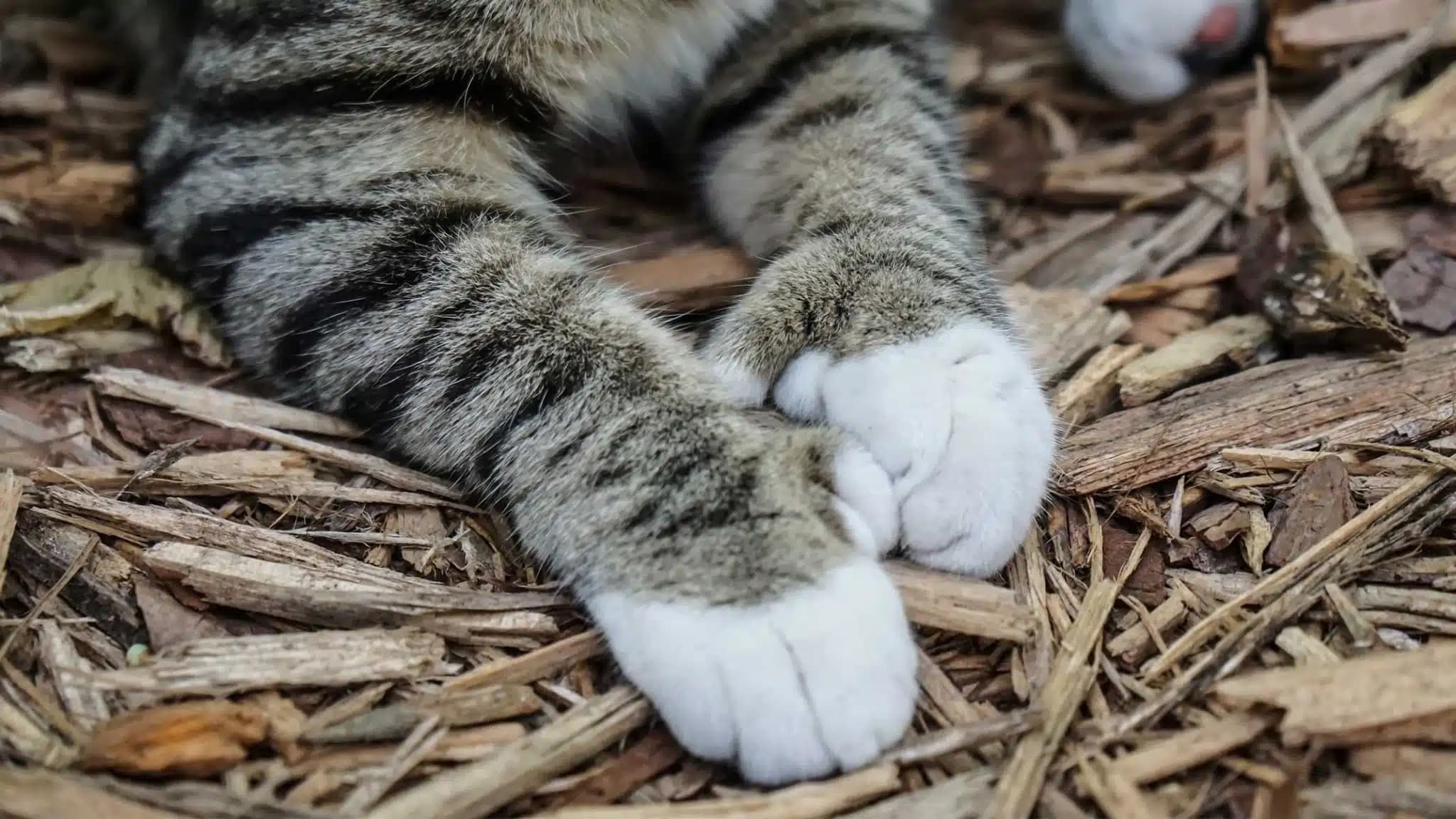 这一篇讲的是：多趾猫的那些有意思的事