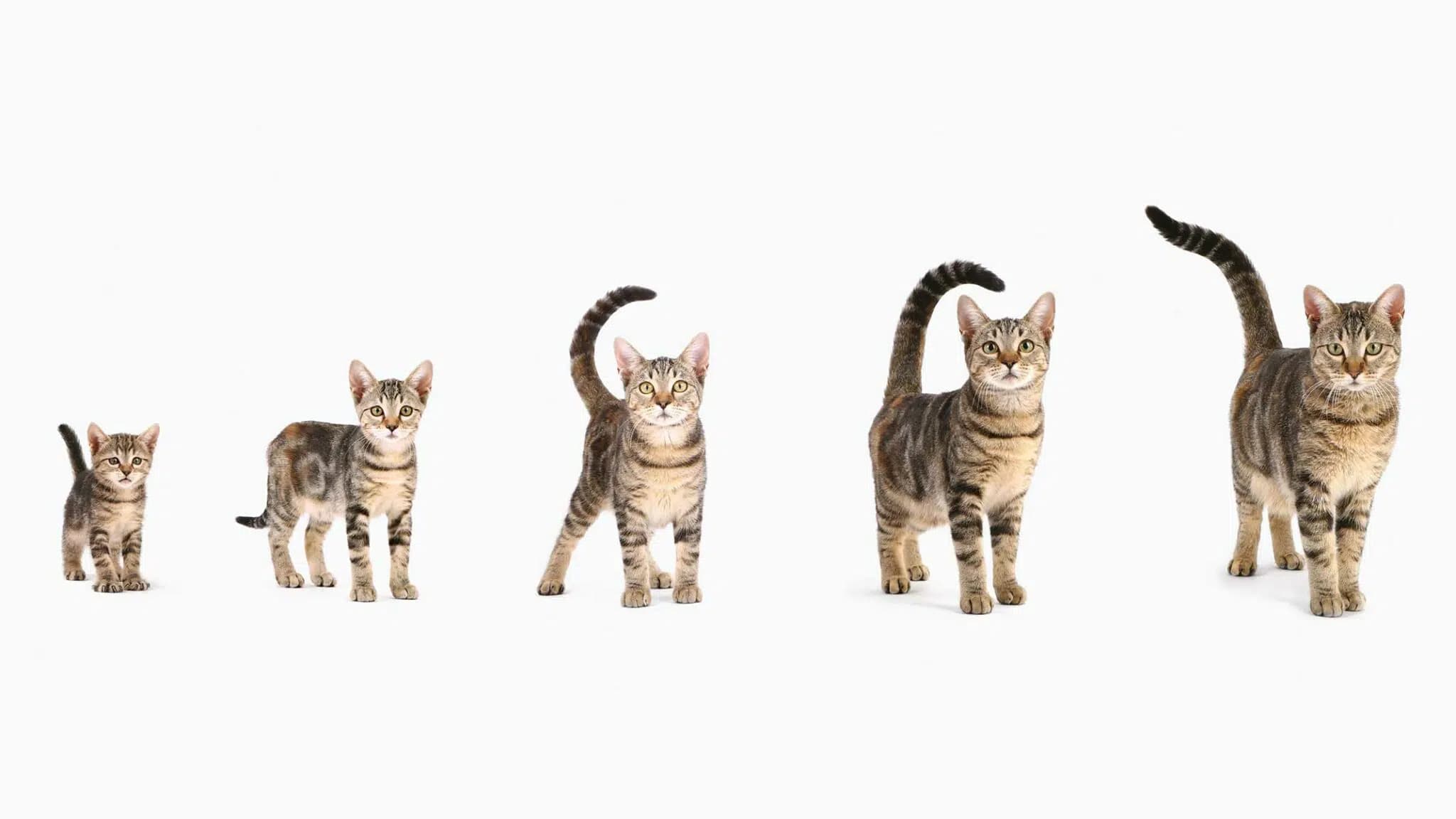 这一篇讲的是：换成人的年纪，我家猫多大了