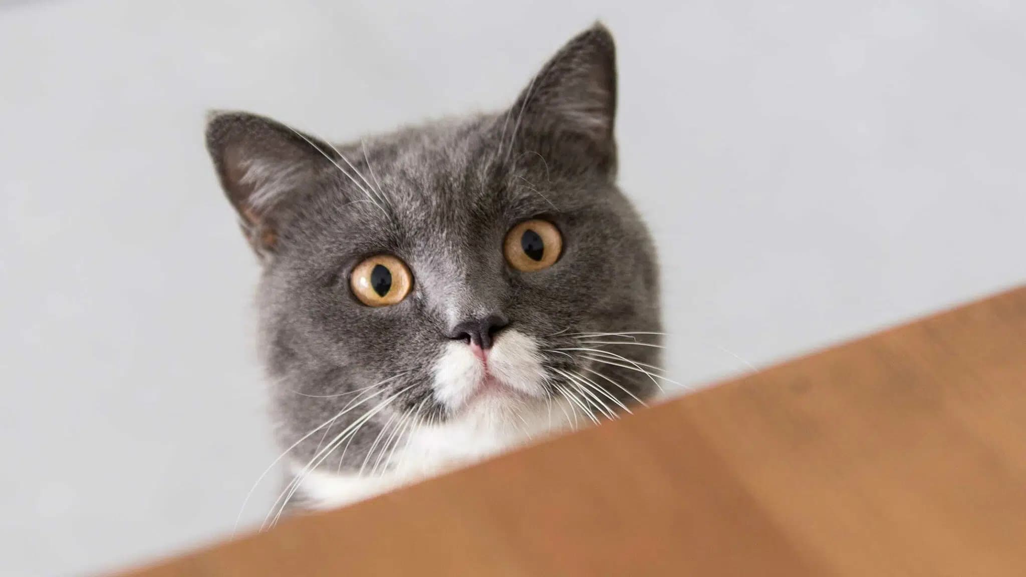 这一篇讲的是：给超重的猫减重，一步一步来