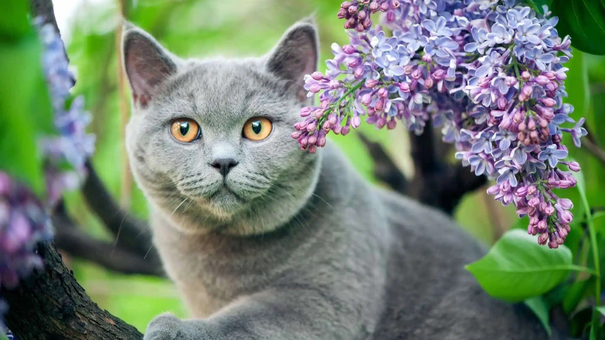 这一篇讲的是：哪些花草对猫是危险的