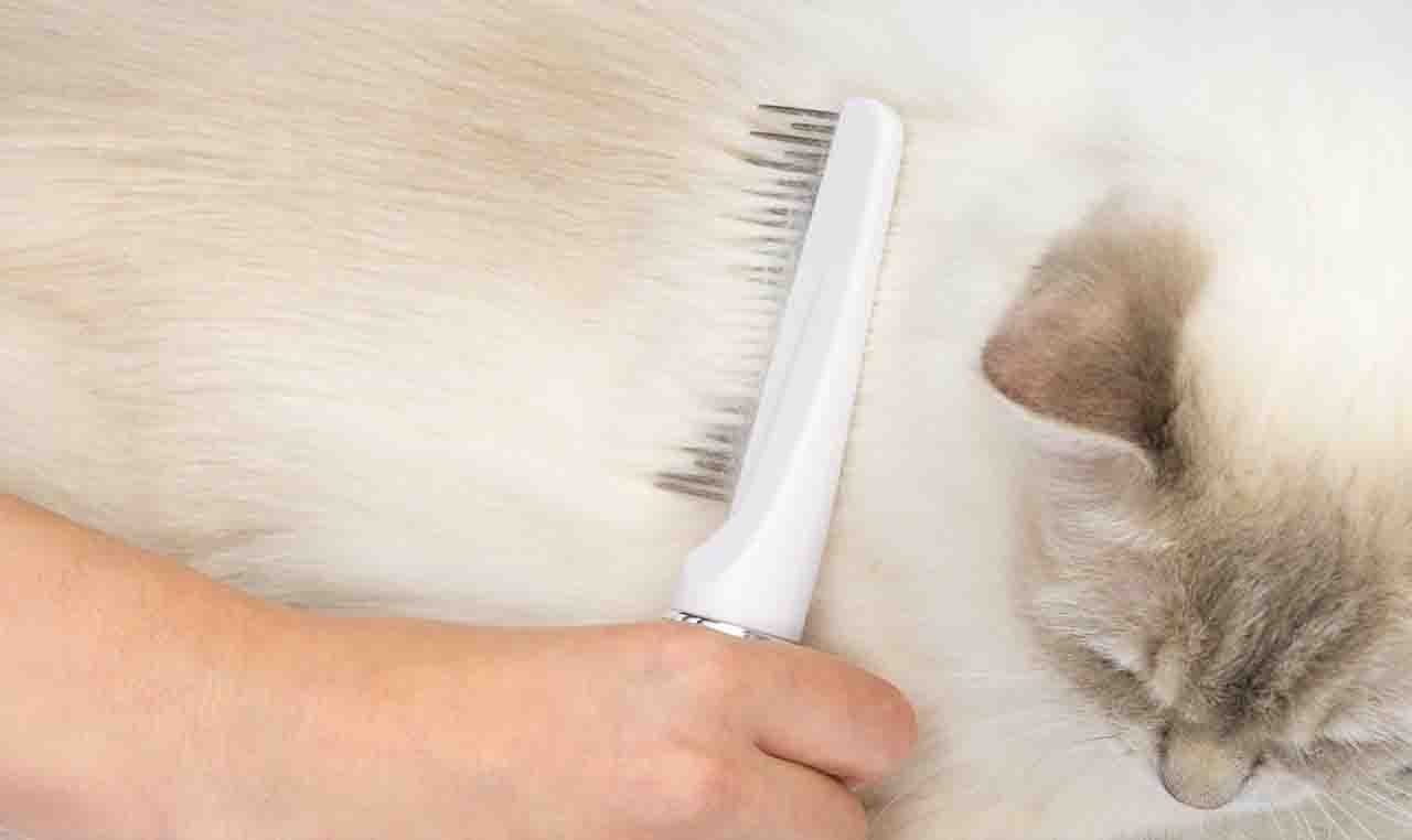养猫小窍门那一格的封面：换东西、教它、清理、过节
