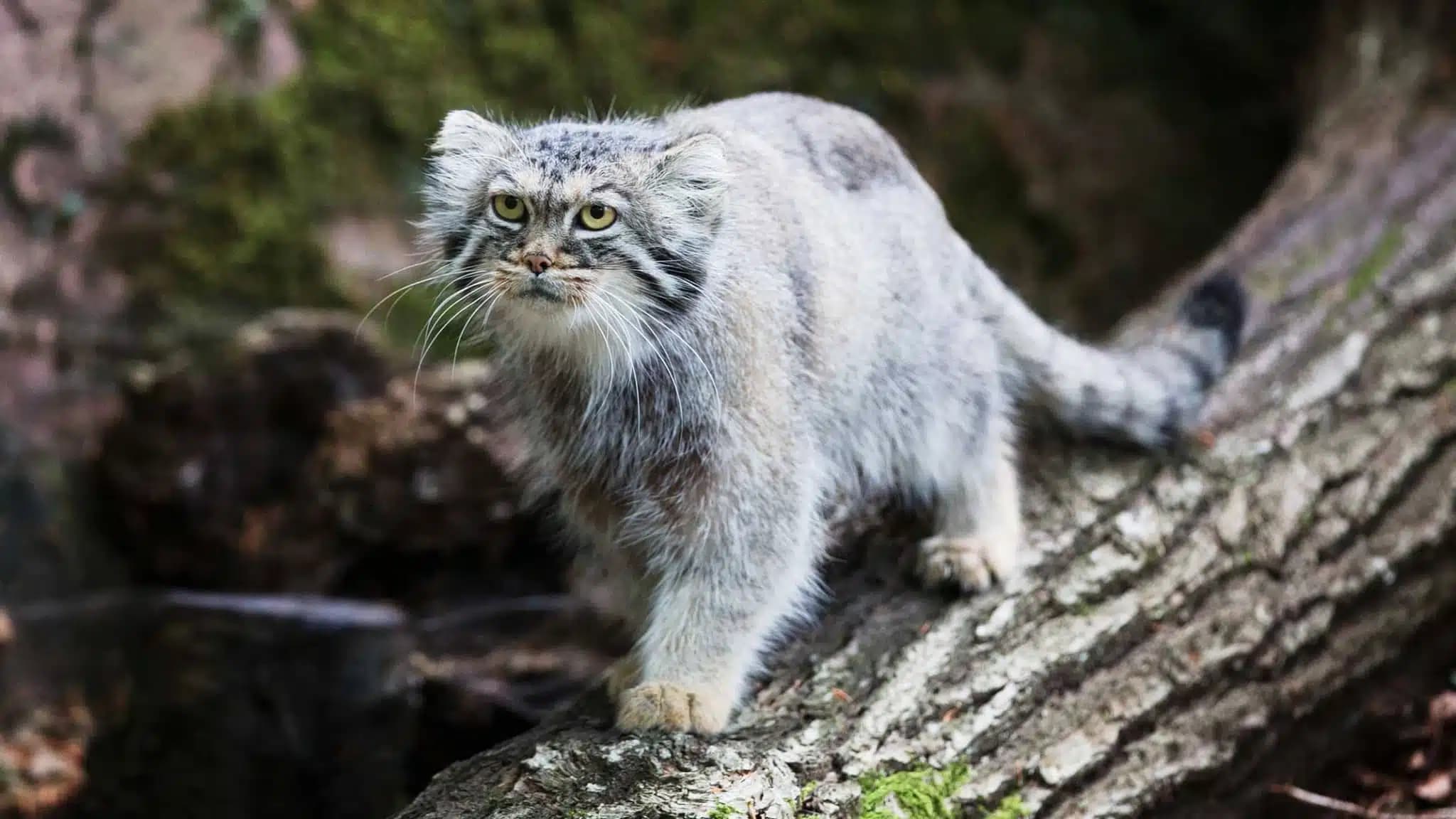 这一篇讲的是：兔猻这种猫，你想知道的都在这