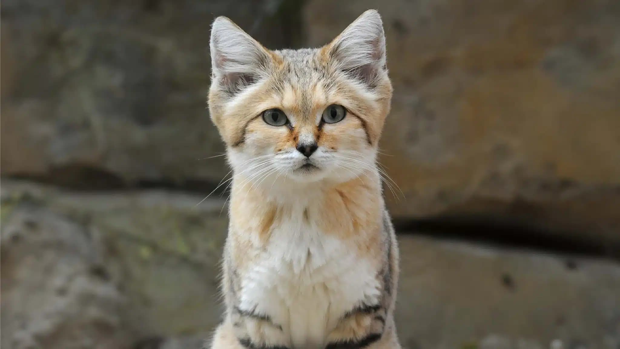 这一篇讲的是：沙漠猫：沙里那位蒙面客
